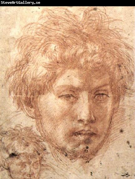 Andrea del Sarto Head of a Young Man